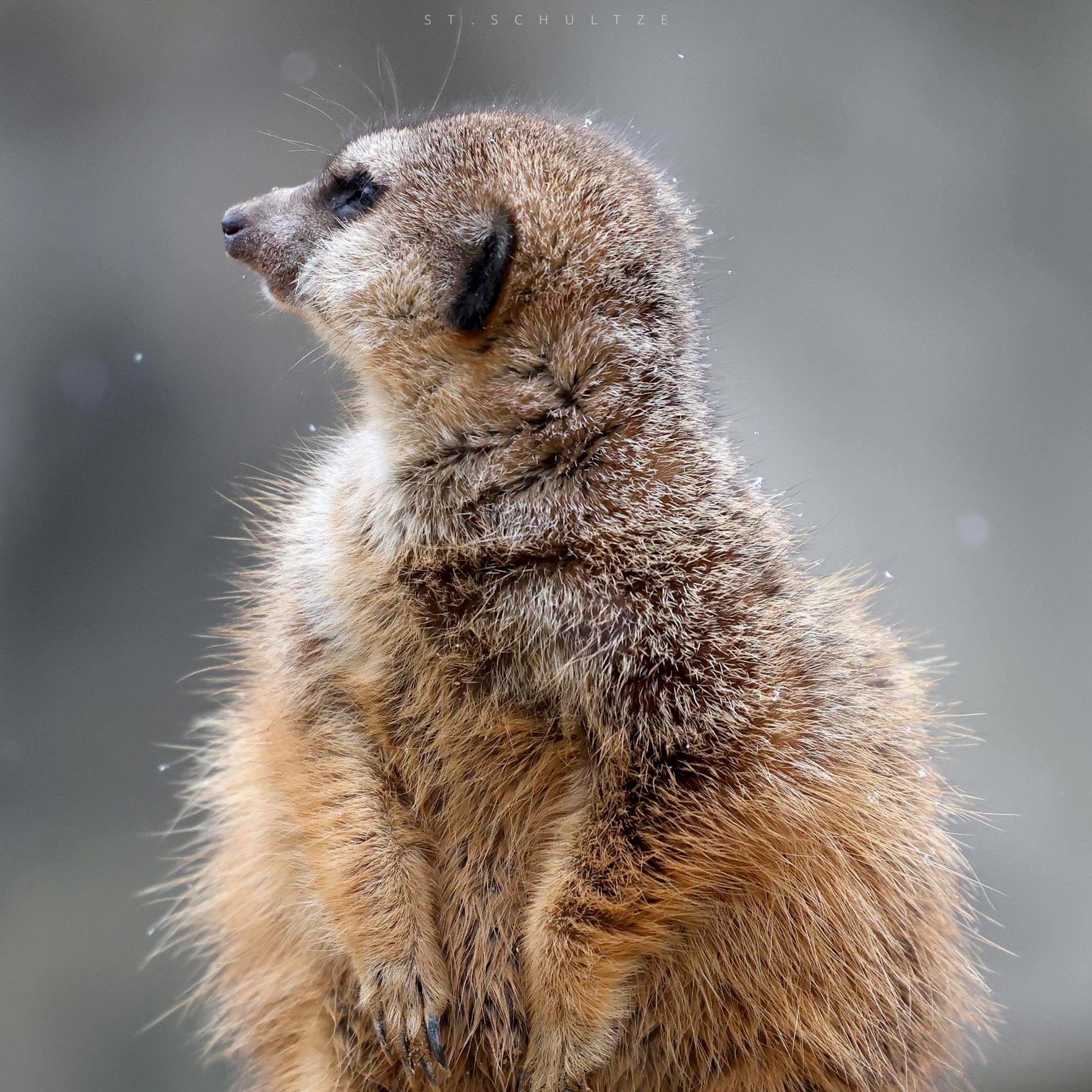 Meercats, meercat, Erdmaennchen, Erdm&auml;nnchen, cute wildlife, wildlife conservation, portrait photography, wildlife photography, wildlife PHOTOGRAPHY by Stefan Schultze from Berlin