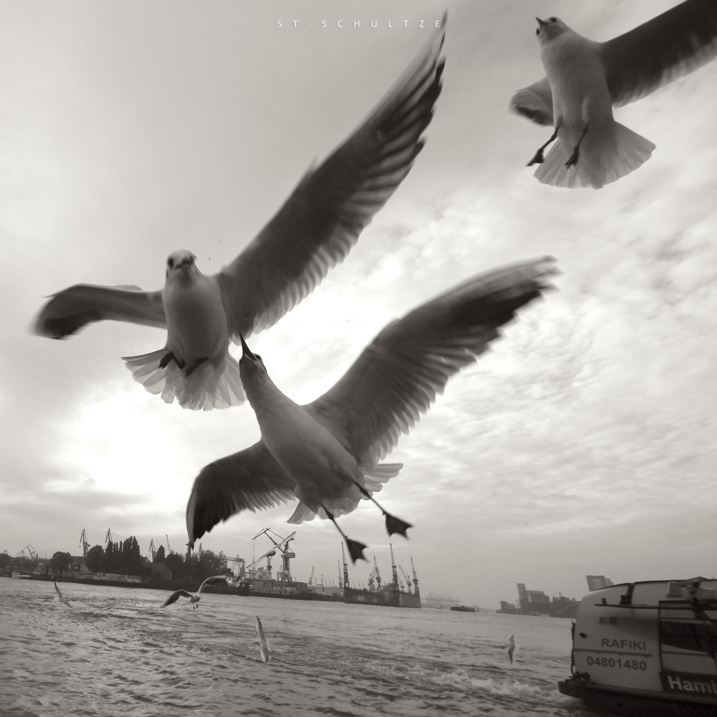 Moewen, Doves, M&ouml;wen, city birds, wildlife, wildlife photography by Stefan Schultze from Berlin