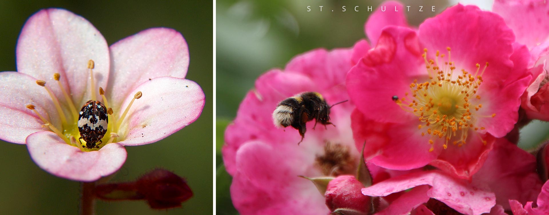 pollinators, hummel, kaefer, hulbee, hummel, rose, flowers, bouquet, bloom, wildlife, wildlife photography by Stefan Schultze from Berlin