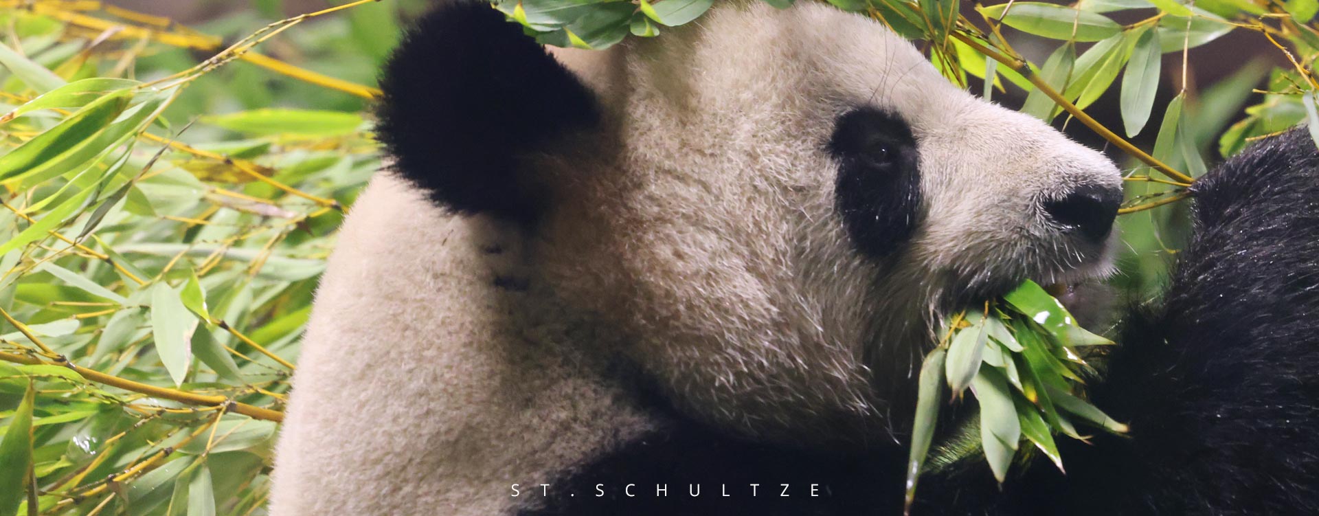 zebrastripes, zebra, wild  horses, hair, hairstyle, panda, pandas, pandabear, cute wildlife, wildlife conservation, portrait photography, wildlife photography, wildlife PHOTOGRAPHY by Stefan Schultze