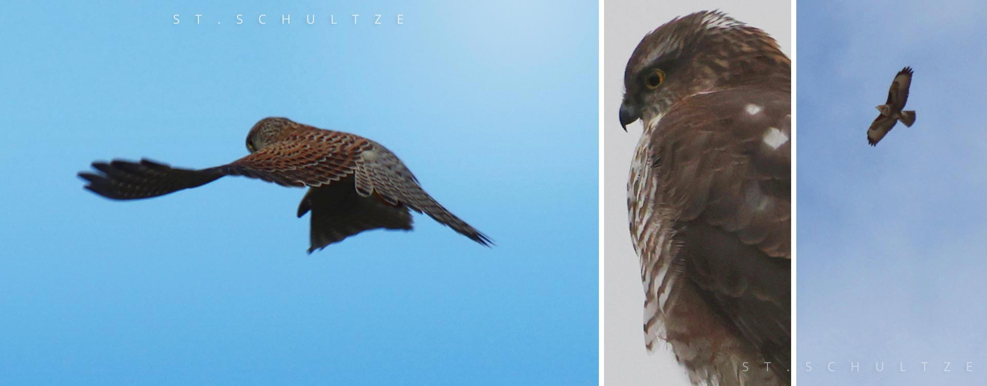 Kestrel, turmfalke, city birds, birding, wildlife, wildlife photography by Stefan Schultze from Berlin