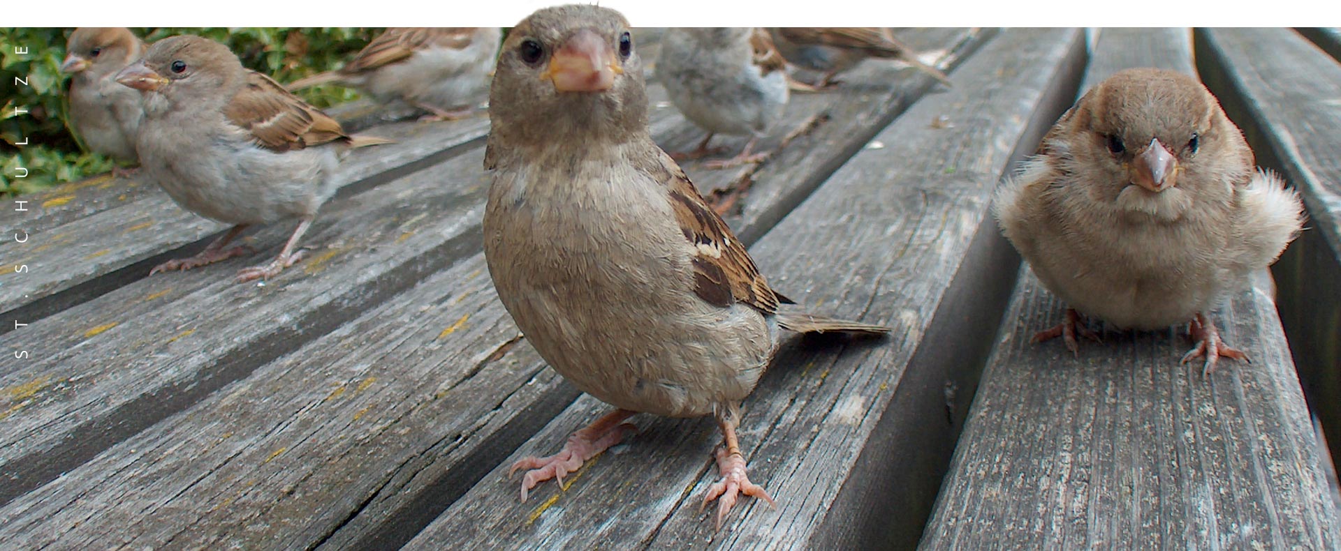 spatzen, sparrows, city birds, wildlife, wildlife photography by Stefan Schultze from Berlin