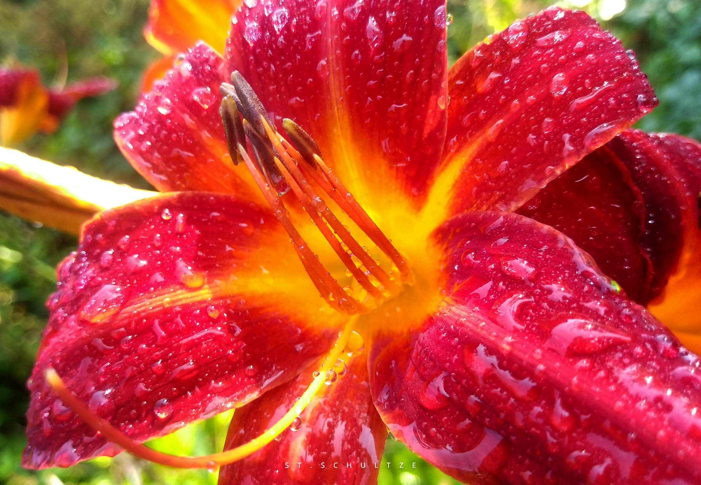Taglilie, lilie, rainy, flowerbouquet, iconic photography