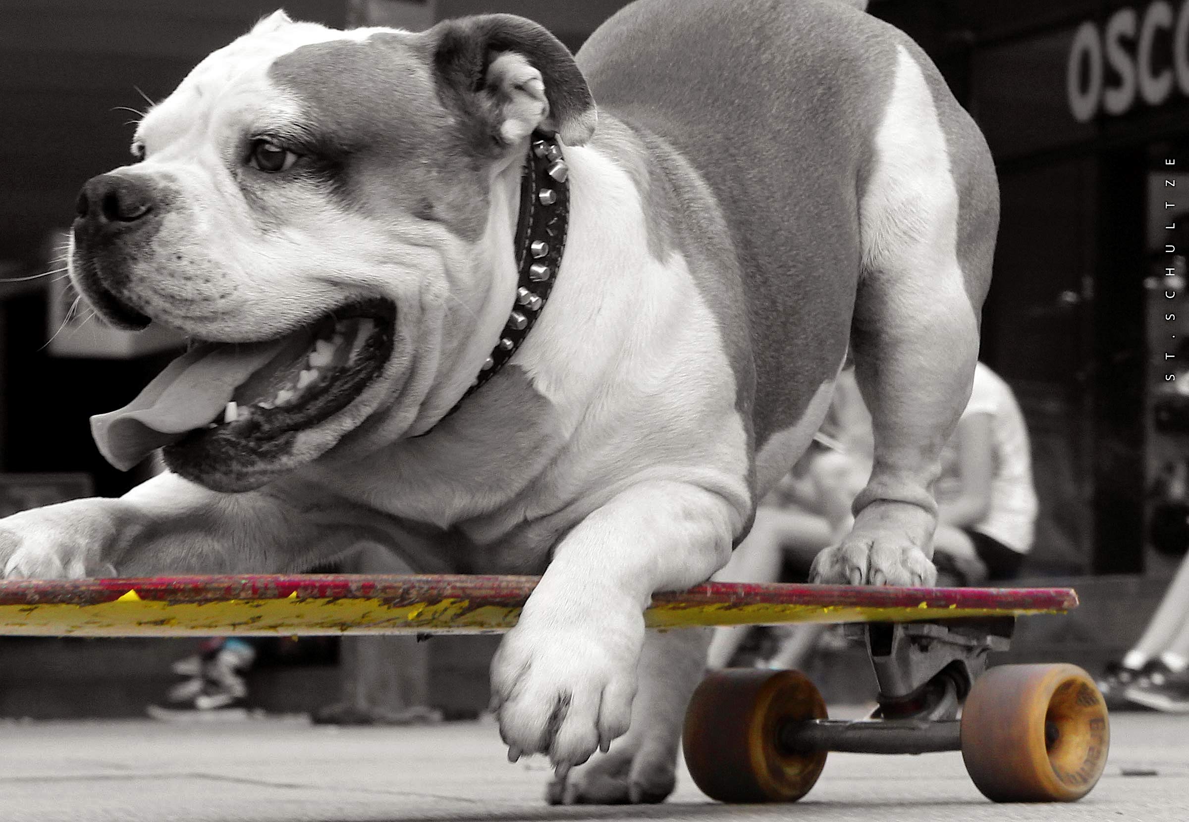 Skatebparding dog just chilling, sk8terboy, skater, urban sports PHOTOGRAPHY by Stefan Schultze