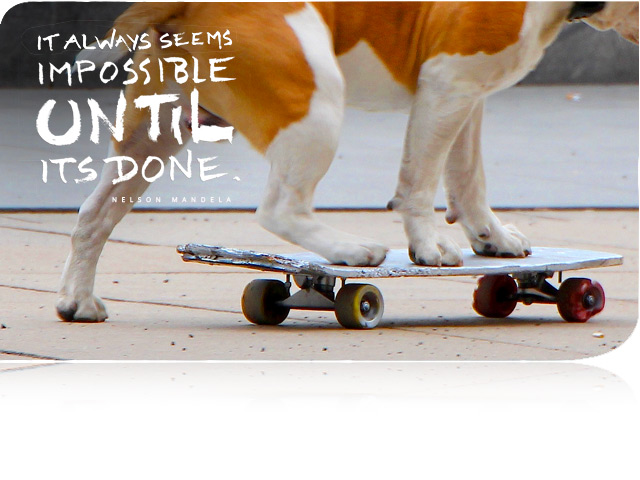 quoting Nelson Mandela - It always seems impossible until its done. Photography by Stefan Schultze, Diplom Designer (FH), northern hemisphere - on this photo: a skateboarding Bulldog dog once seen in Berlin city